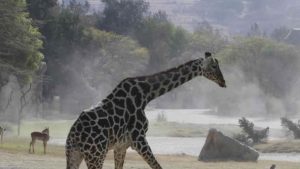Simulación de Climas Tropicales en Zoológicos: Nebulización y Sistemas Industriales de Niebla Móvil