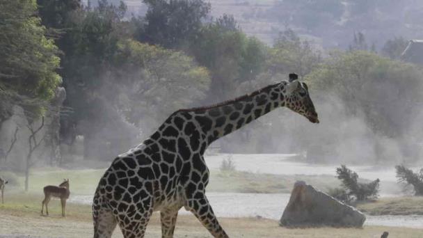 Simulación de Climas Tropicales en Zoológicos: Nebulización y Sistemas Industriales de Niebla Móvil